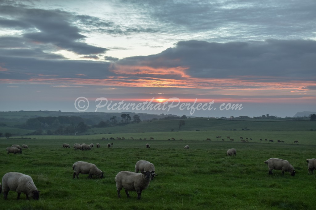 Sheep in Field
