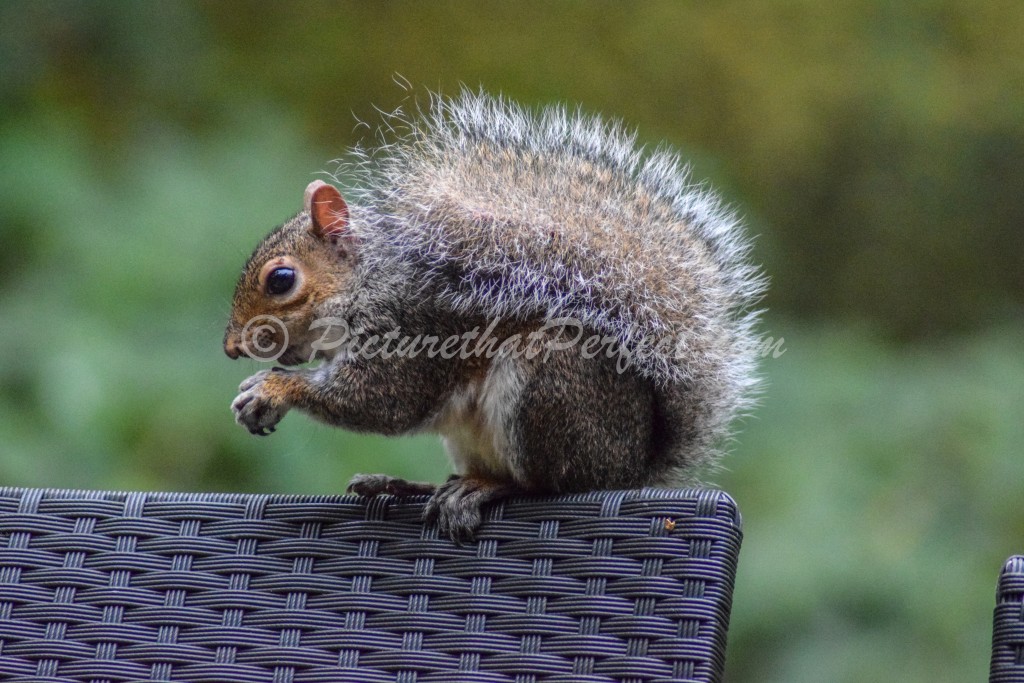 Grey Squirrel