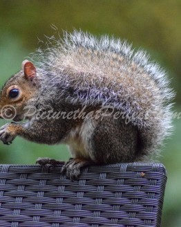 Grey Squirrel