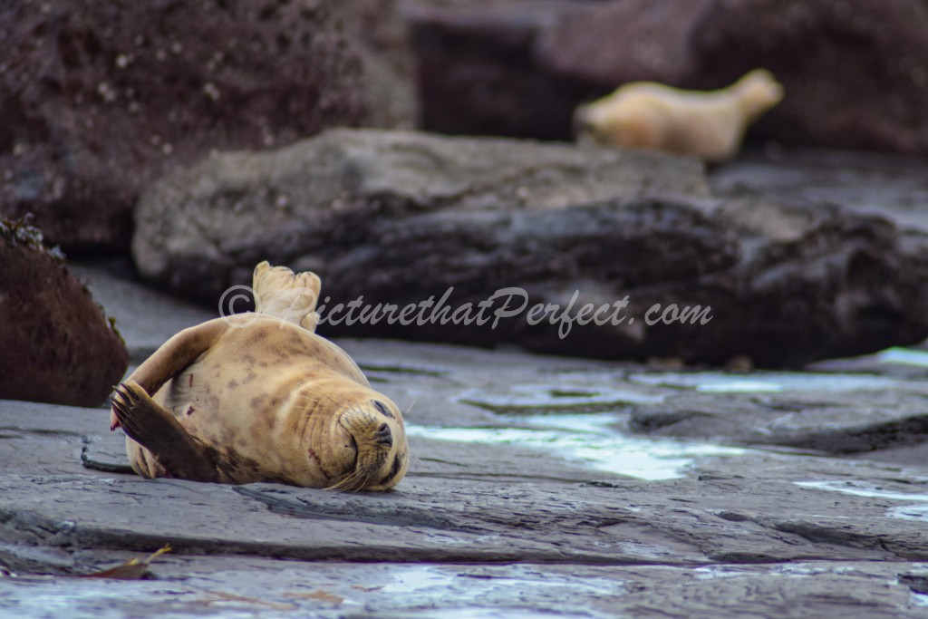 Seals on Rocky Beach