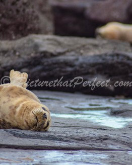 Seals on Rocky Beach