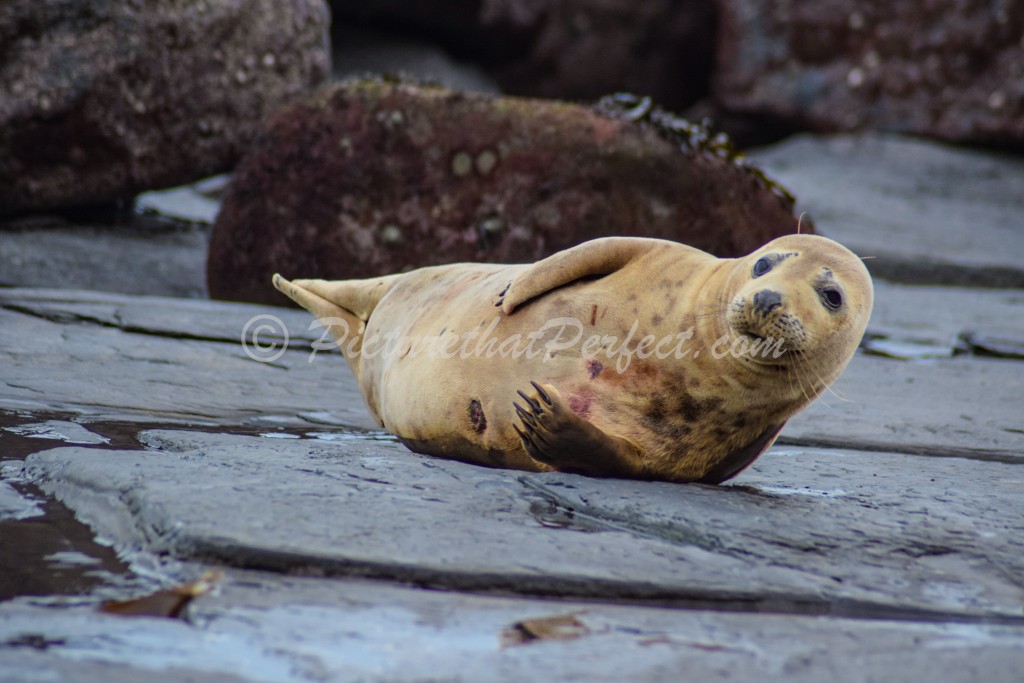 Seal on Rocky Beach