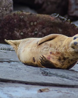 Seal on Rocky Beach