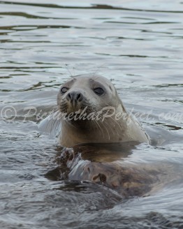 Swimming Seal