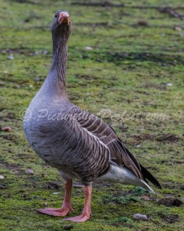 Goose Portrait