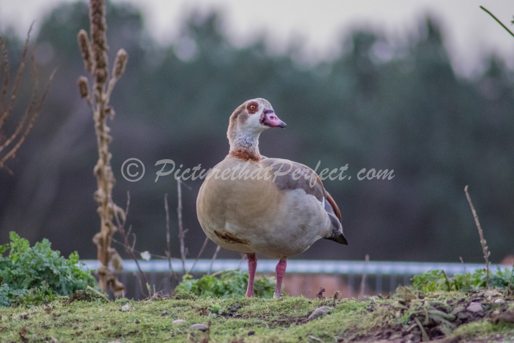 Egyptian Goose