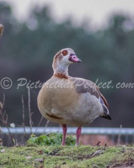 Egyptian Goose