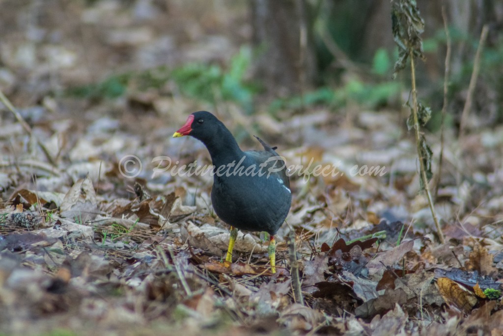 Moorhen Woods