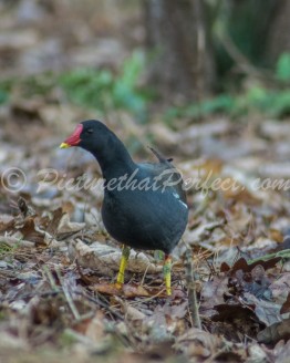 Moorhen Woods