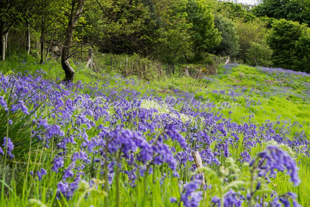 Bluebells