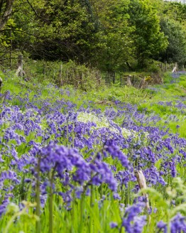Bluebells2