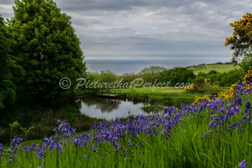 Bluebells with Pond