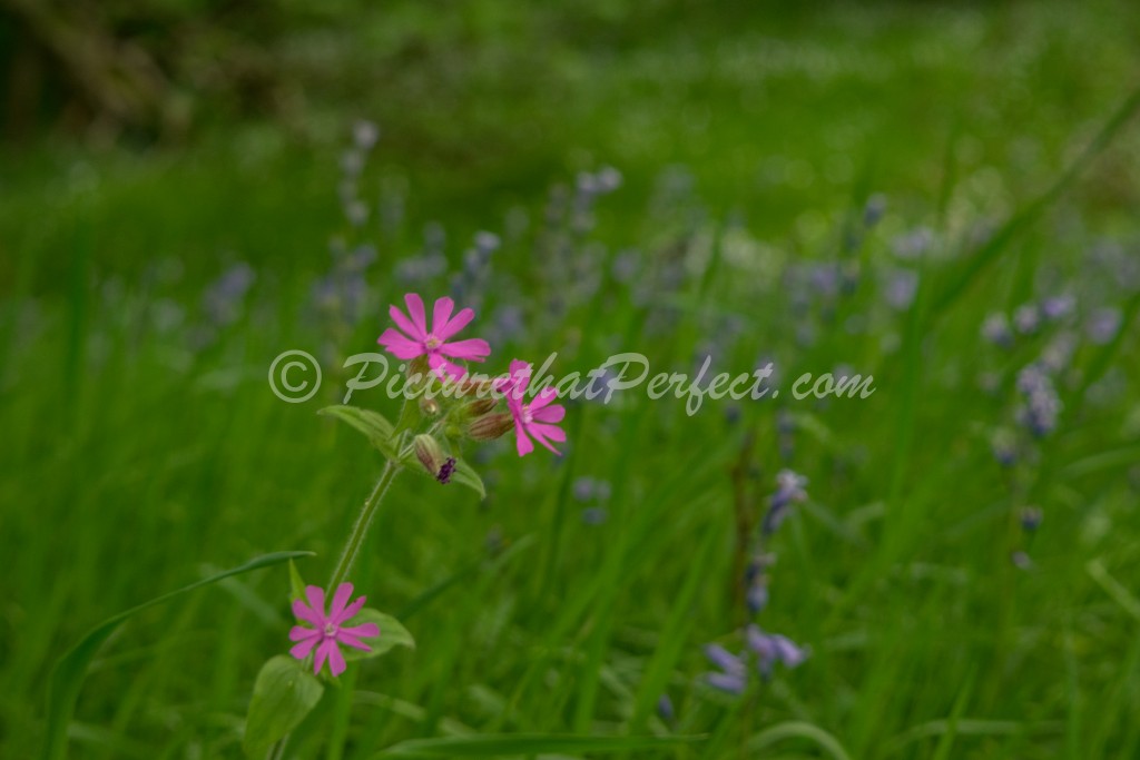 Pink Flower Bluebells