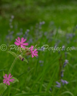 Pink Flower Bluebells