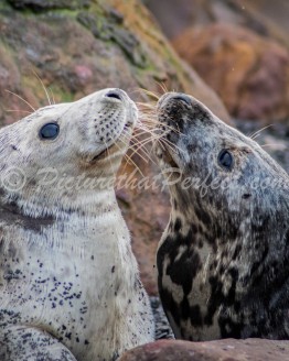 Two Seals1