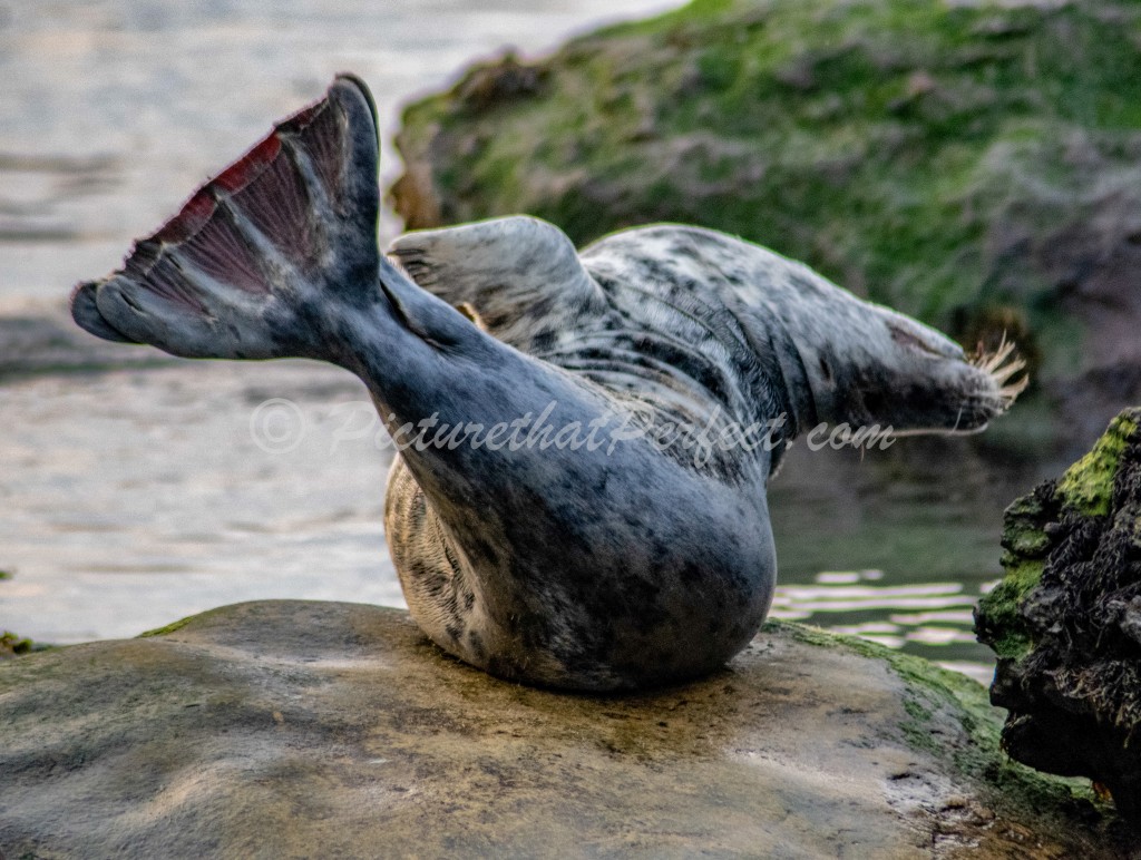Seal on Rock1