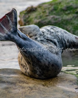 Seal on Rock1