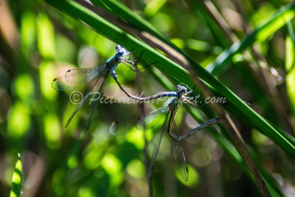 Damselflies1