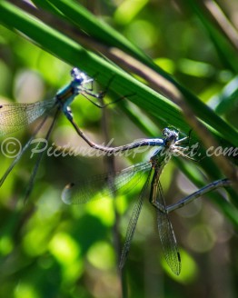 Damselflies1