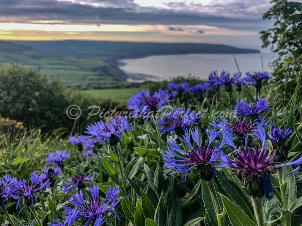 Ravenscar Wild Flowers