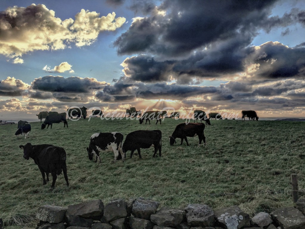 Cows Field Ravenscar