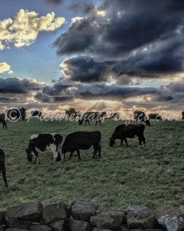 Cows Field Ravenscar