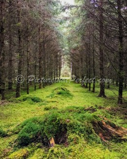 Mossy Forest Treeline Portrait