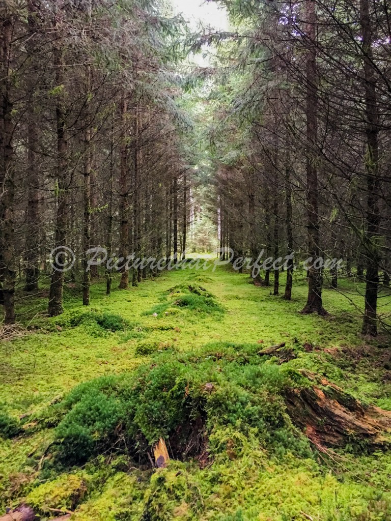 Mossy Forest Treeline Portrait