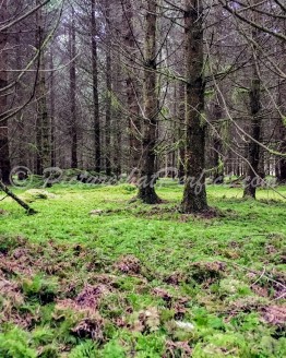 Mossy Forest
