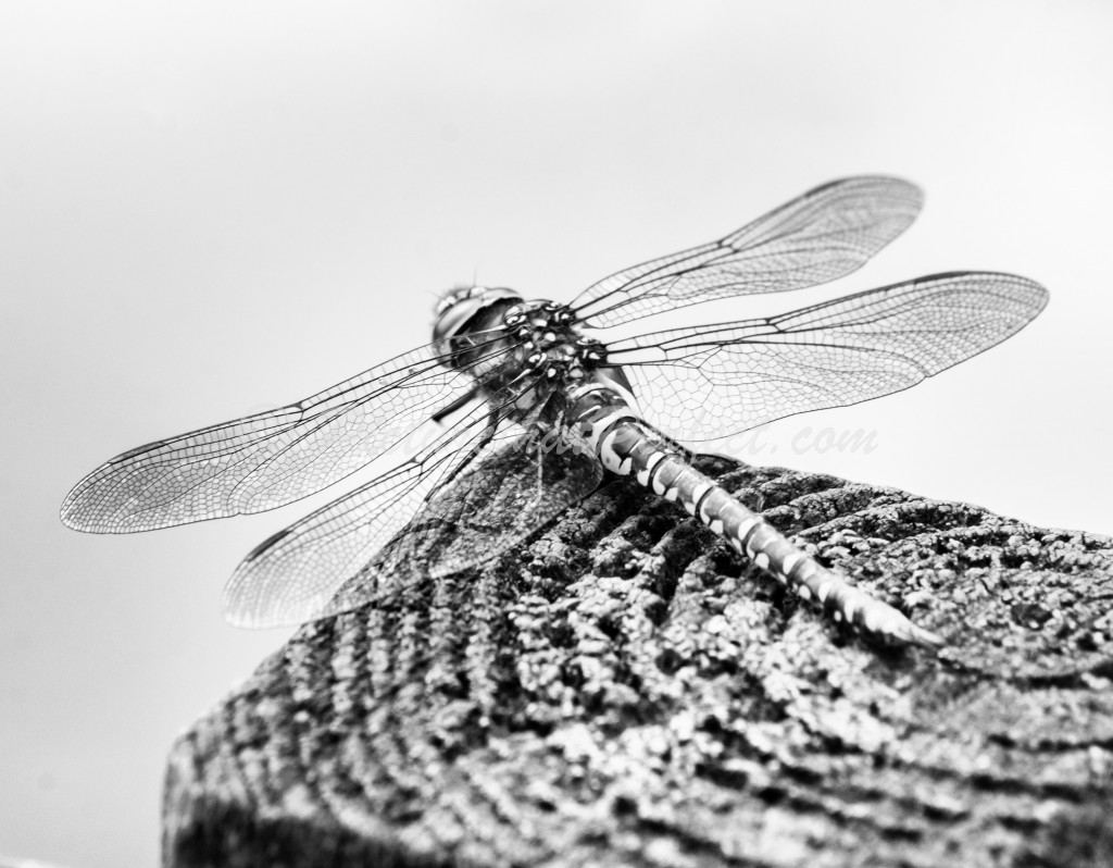 Dragonfly on Post B&W