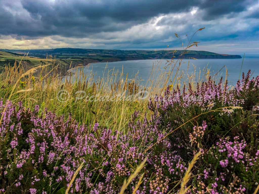 Ravenscar Heather with RHB