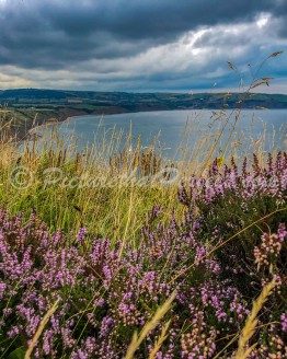 Ravenscar Heather with RHB