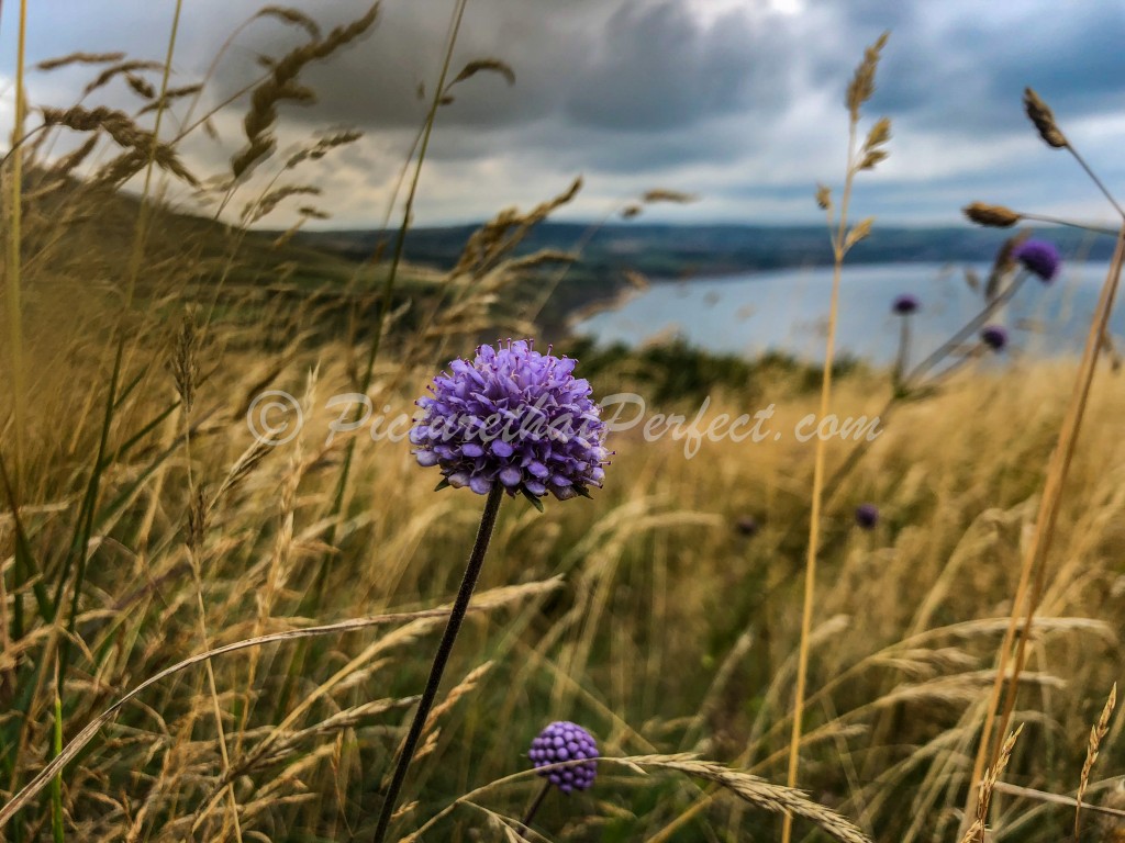 Ravenscar Bay with Flower