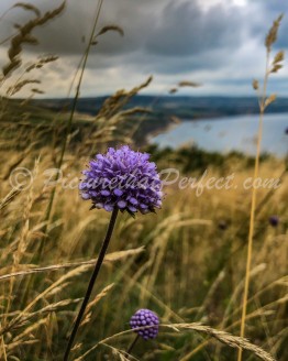 Ravenscar Bay with Flower