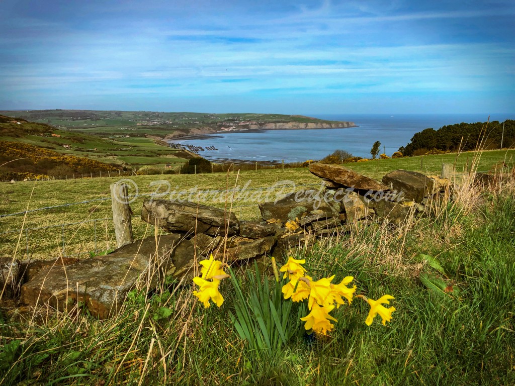 Ravenscar Bay Daffodils
