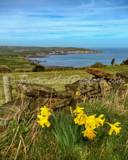 Ravenscar Bay Daffodils