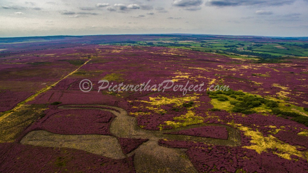 Purple Heather