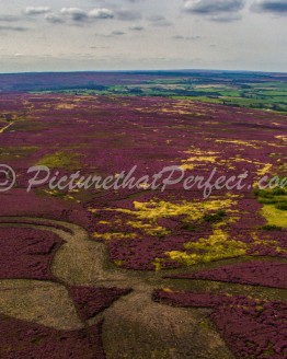 Purple Heather