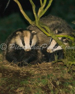 Badgers2