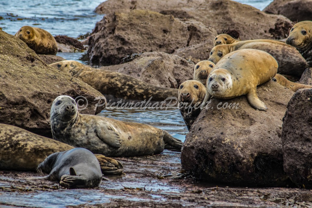 Seals on Rocks