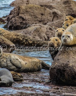 Seals on Rocks