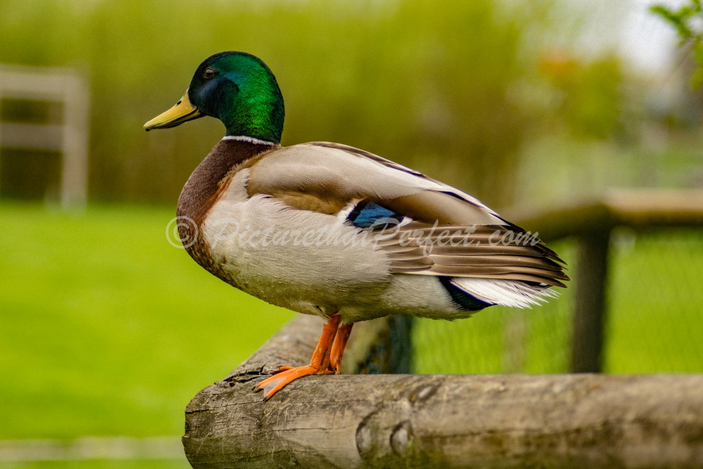 Male Duck