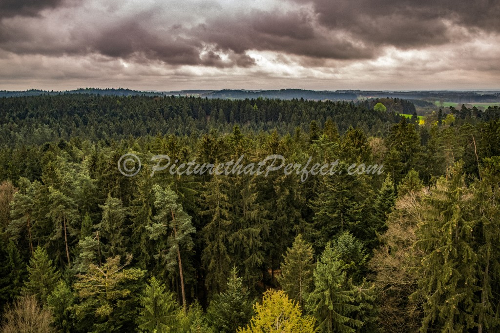 Woodland Countryside