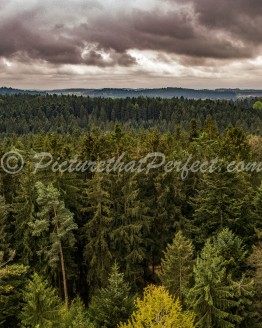 Woodland Countryside