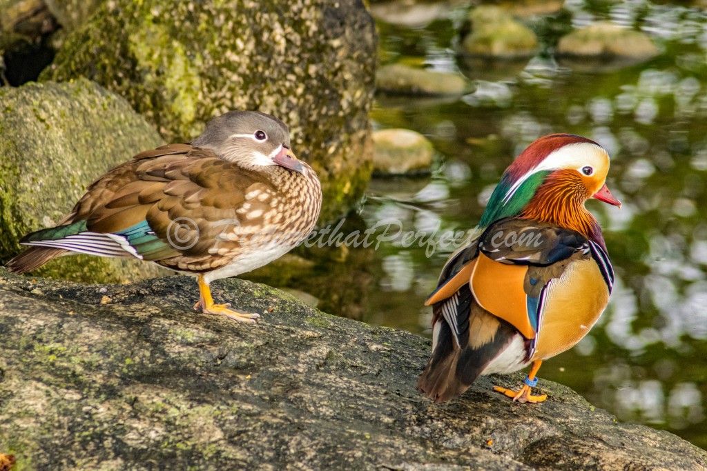 Pair Mandarin Ducks