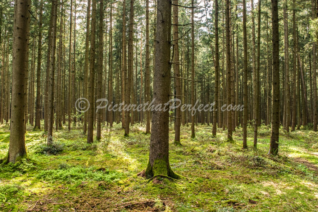 Trees in Mossy Forest