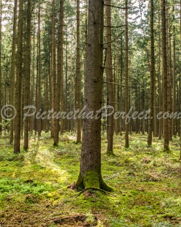 Trees in Mossy Forest