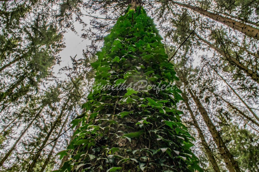 Tree with Ivy