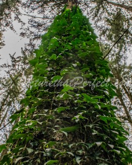 Tall tree with Ivy
