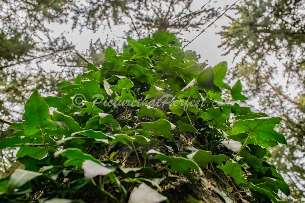 Tree with Ivy